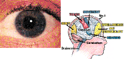Image of the Eye and the Brain